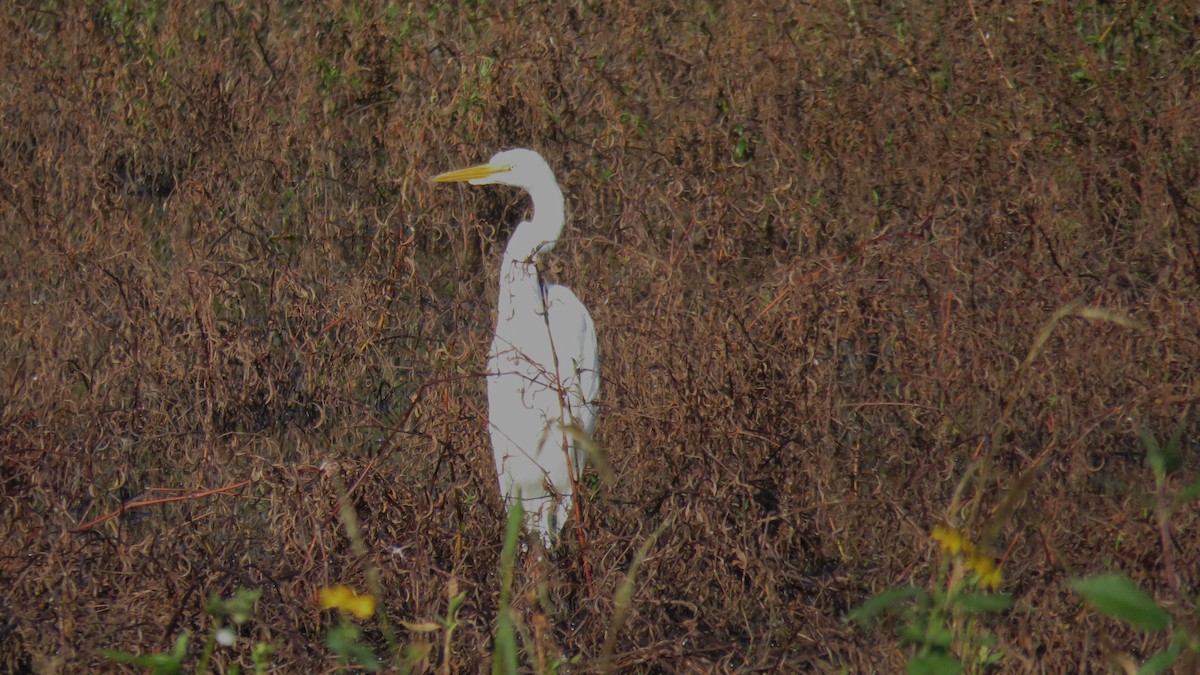 Snowy Egret - ML620672923