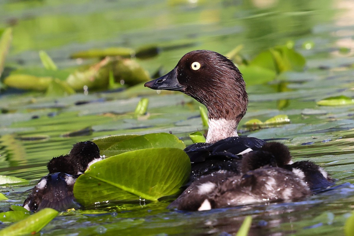 Common Goldeneye - ML620672925