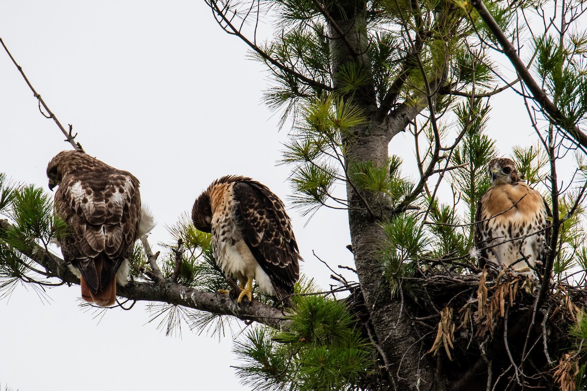 Red-tailed Hawk - ML620672929