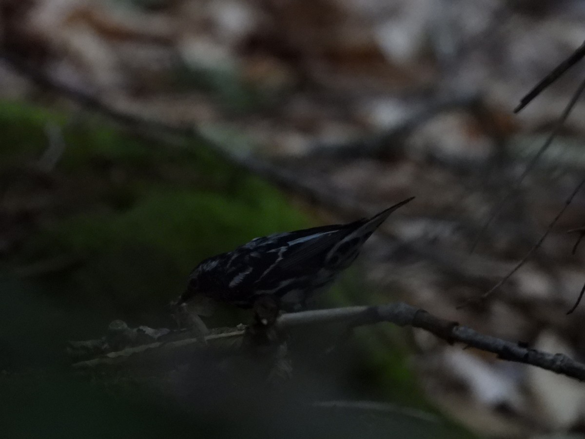 Black-and-white Warbler - ML620672931