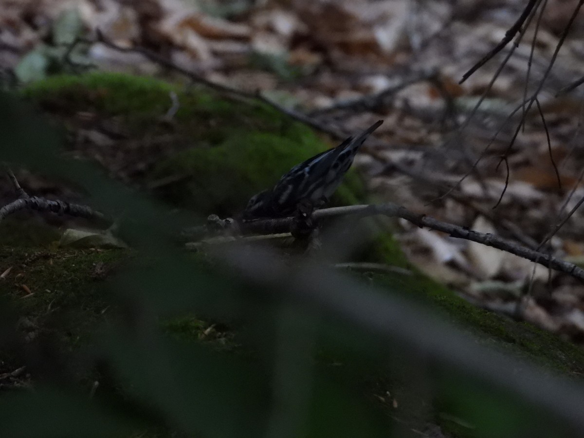 Black-and-white Warbler - ML620672932