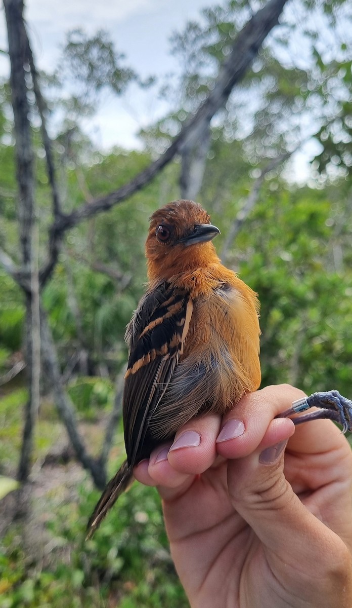 Schwarzscheitel-Ameisenvogel (rufifrons/subcristata) - ML620672933