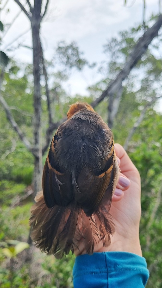 Black-headed Antbird (Hellmayr's) - ML620672934