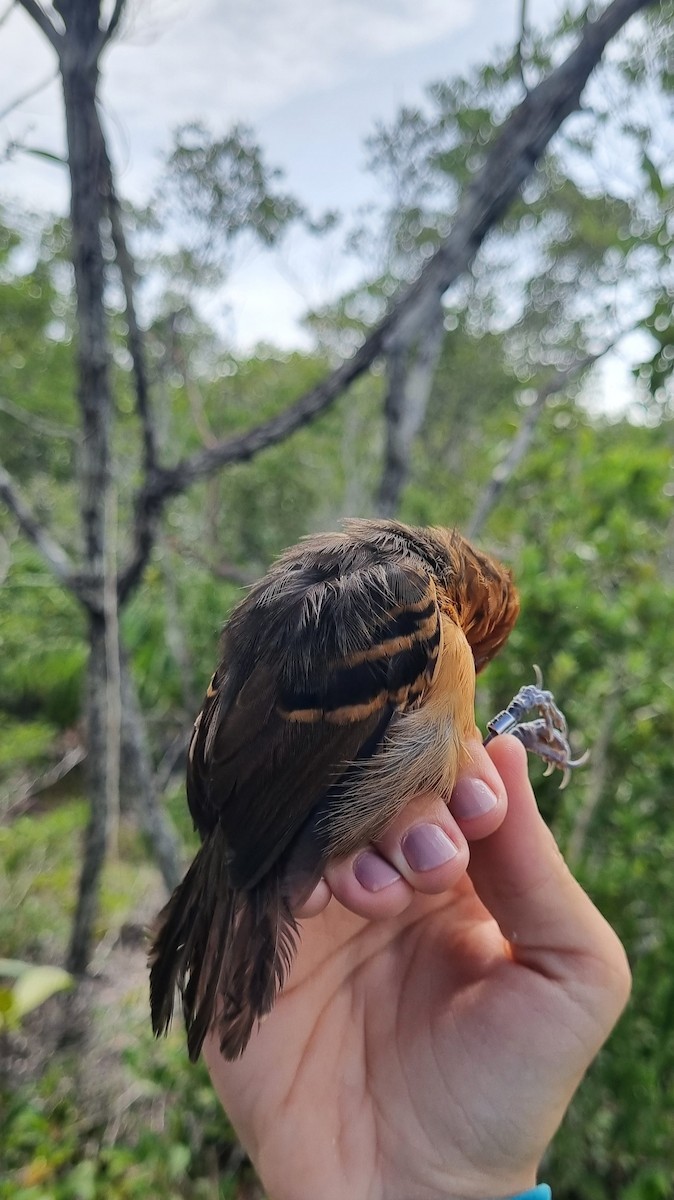 Schwarzscheitel-Ameisenvogel (rufifrons/subcristata) - ML620672935