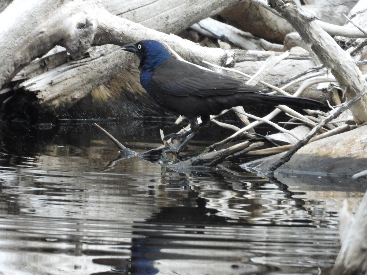 Common Grackle - ML620672936