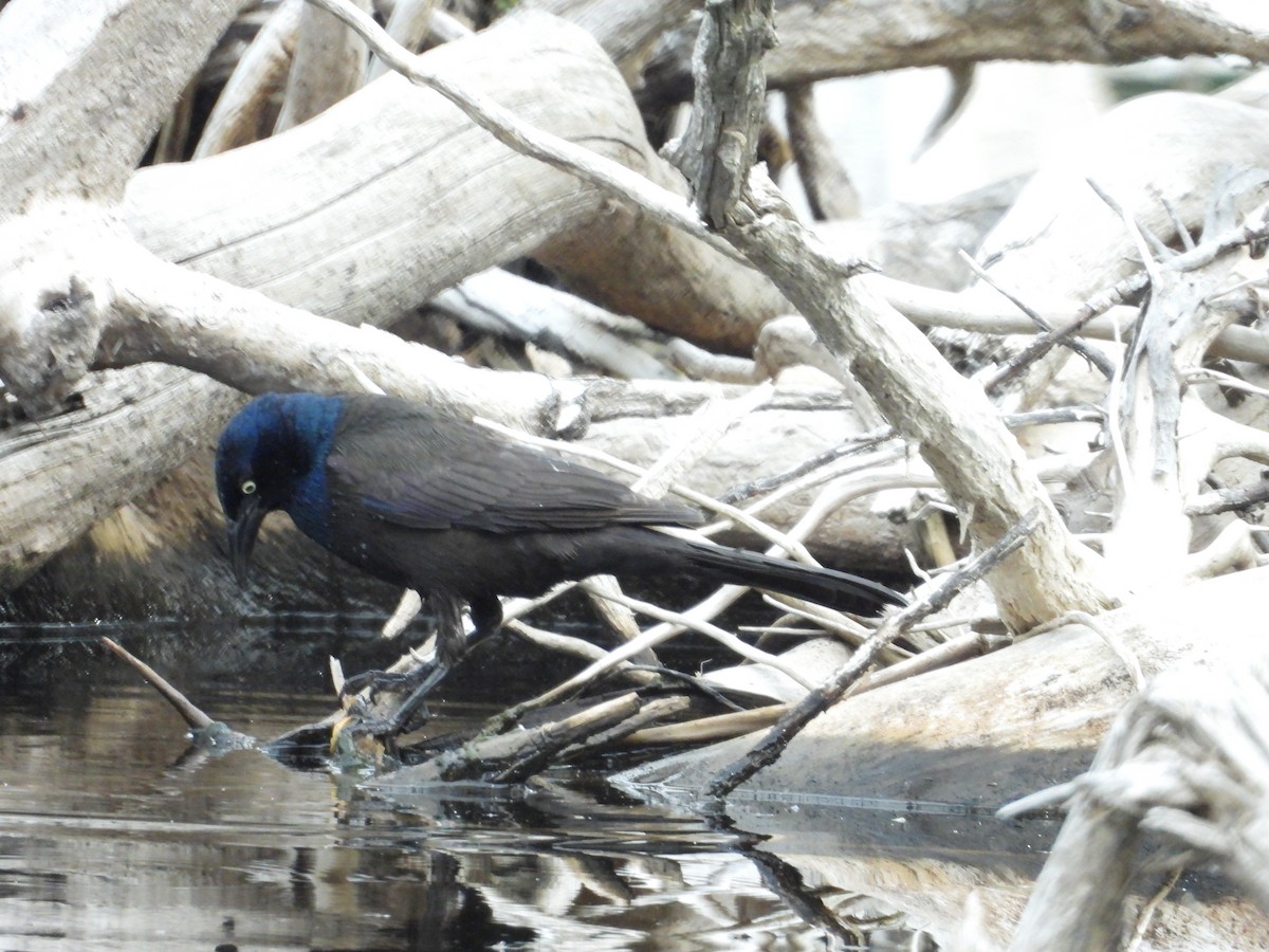 Common Grackle - ML620672937