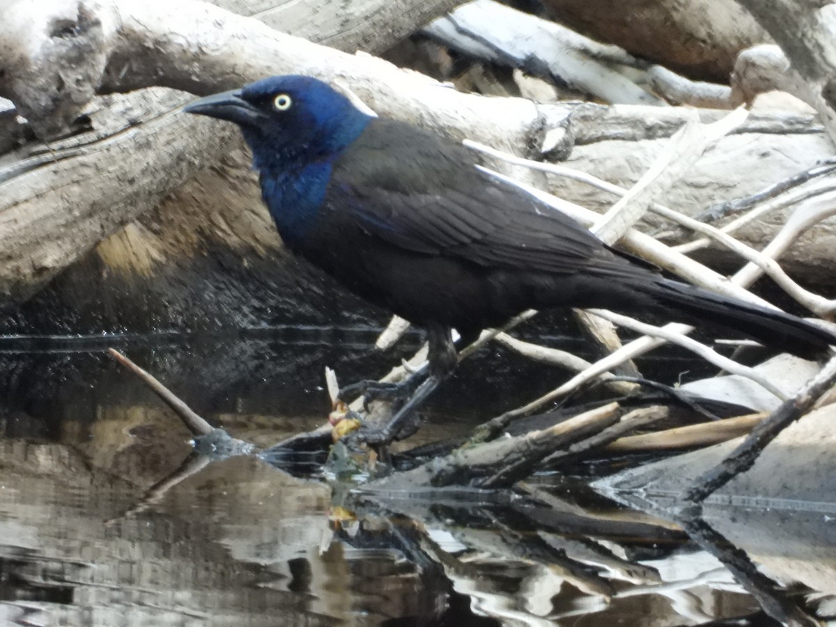 Common Grackle - Denis Provencher COHL