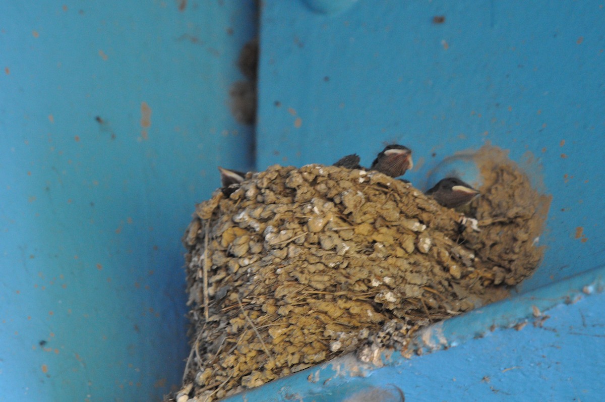 Barn Swallow - ML620672941