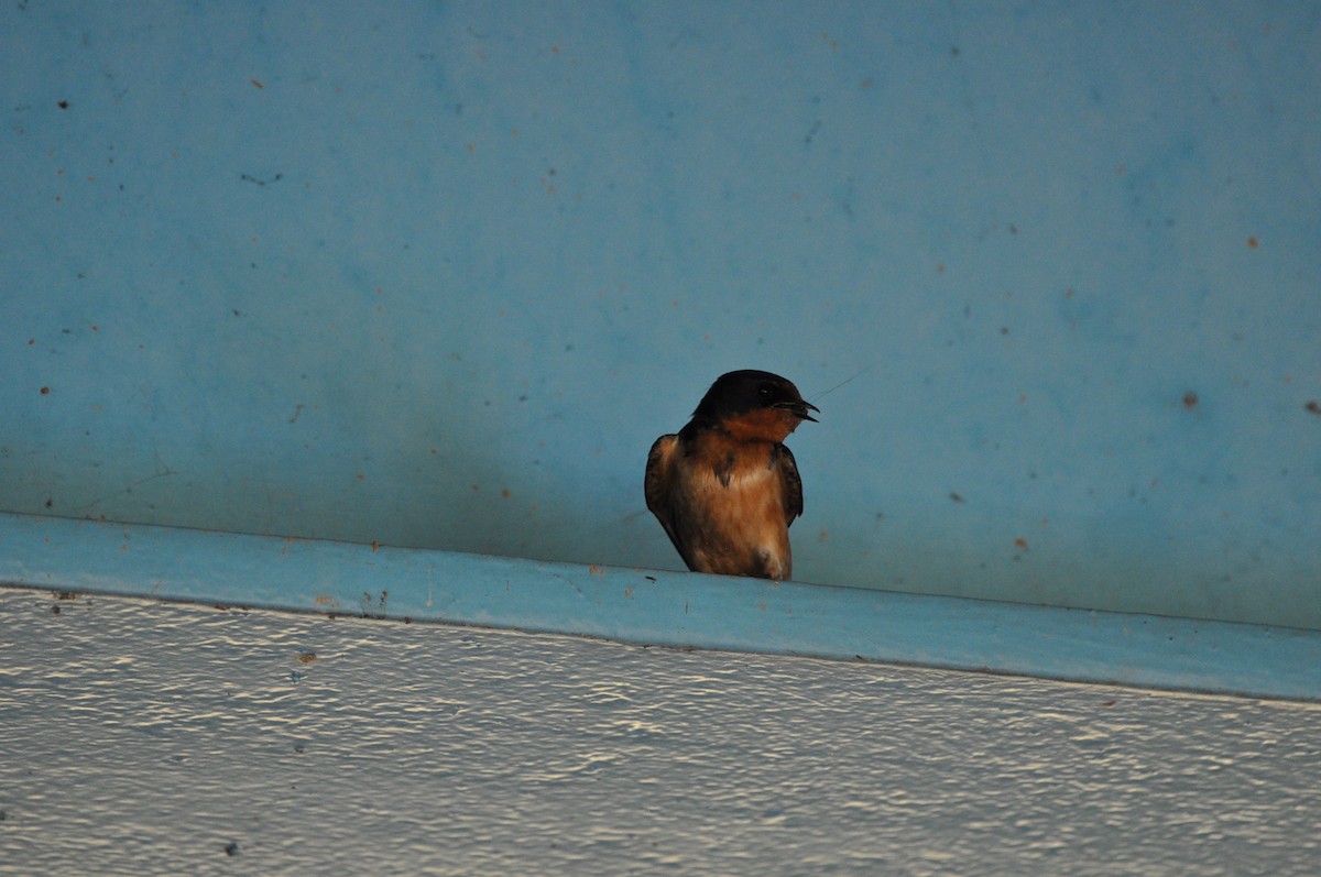 Barn Swallow - ML620672942