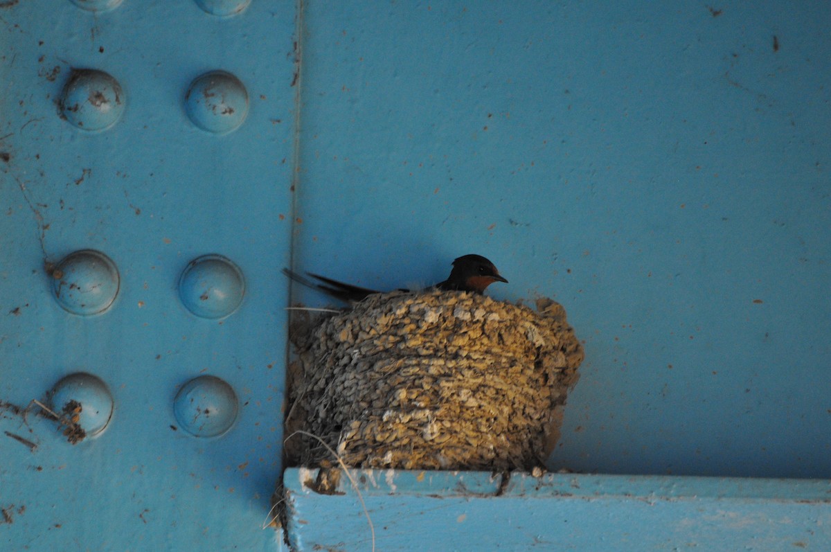 Barn Swallow - ML620672944