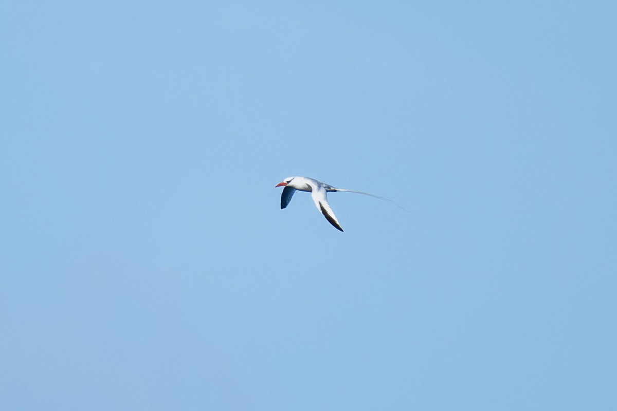 Red-billed Tropicbird - ML620672948