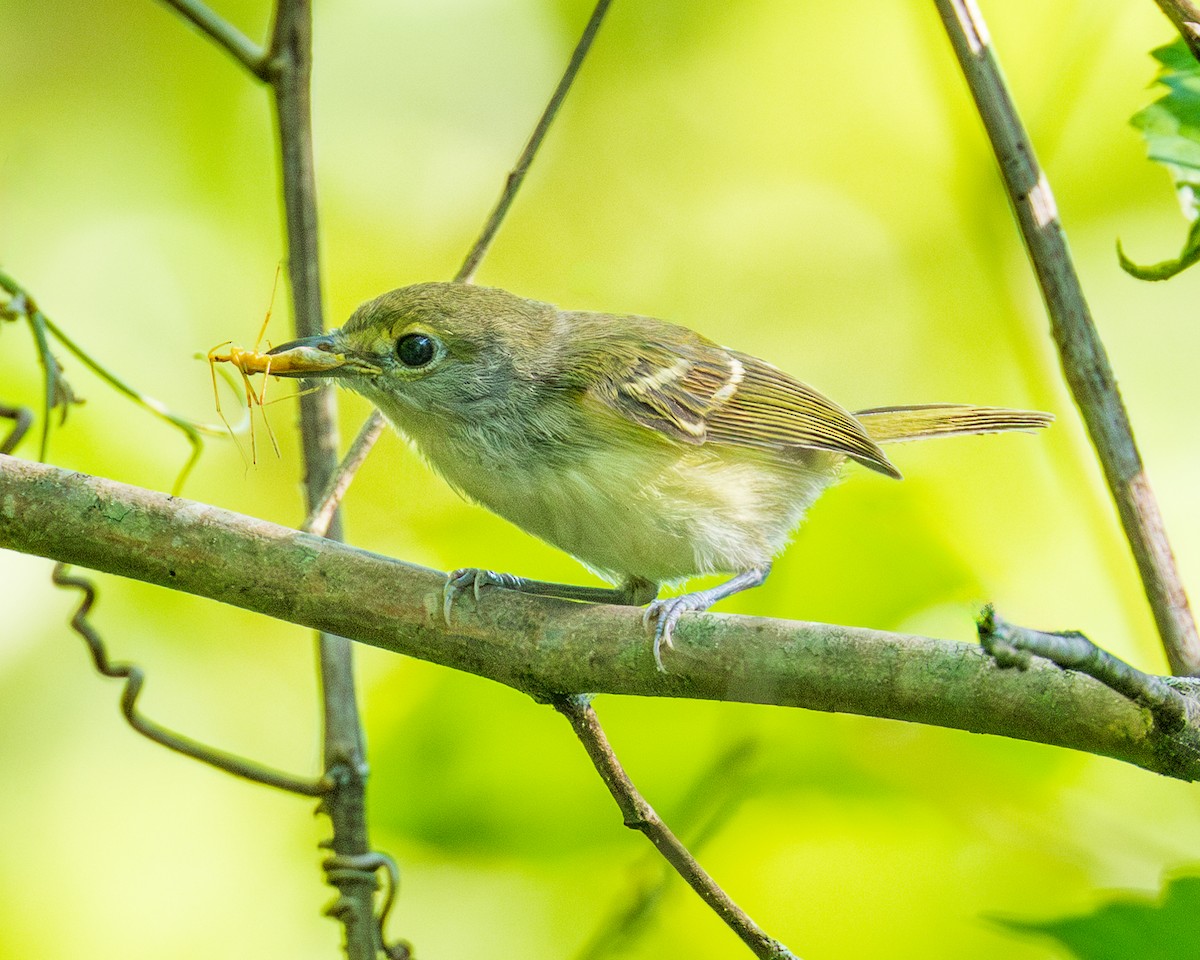 Ak Gözlü Vireo - ML620672951