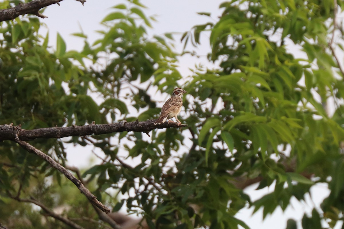 Lark Sparrow - ML620672952