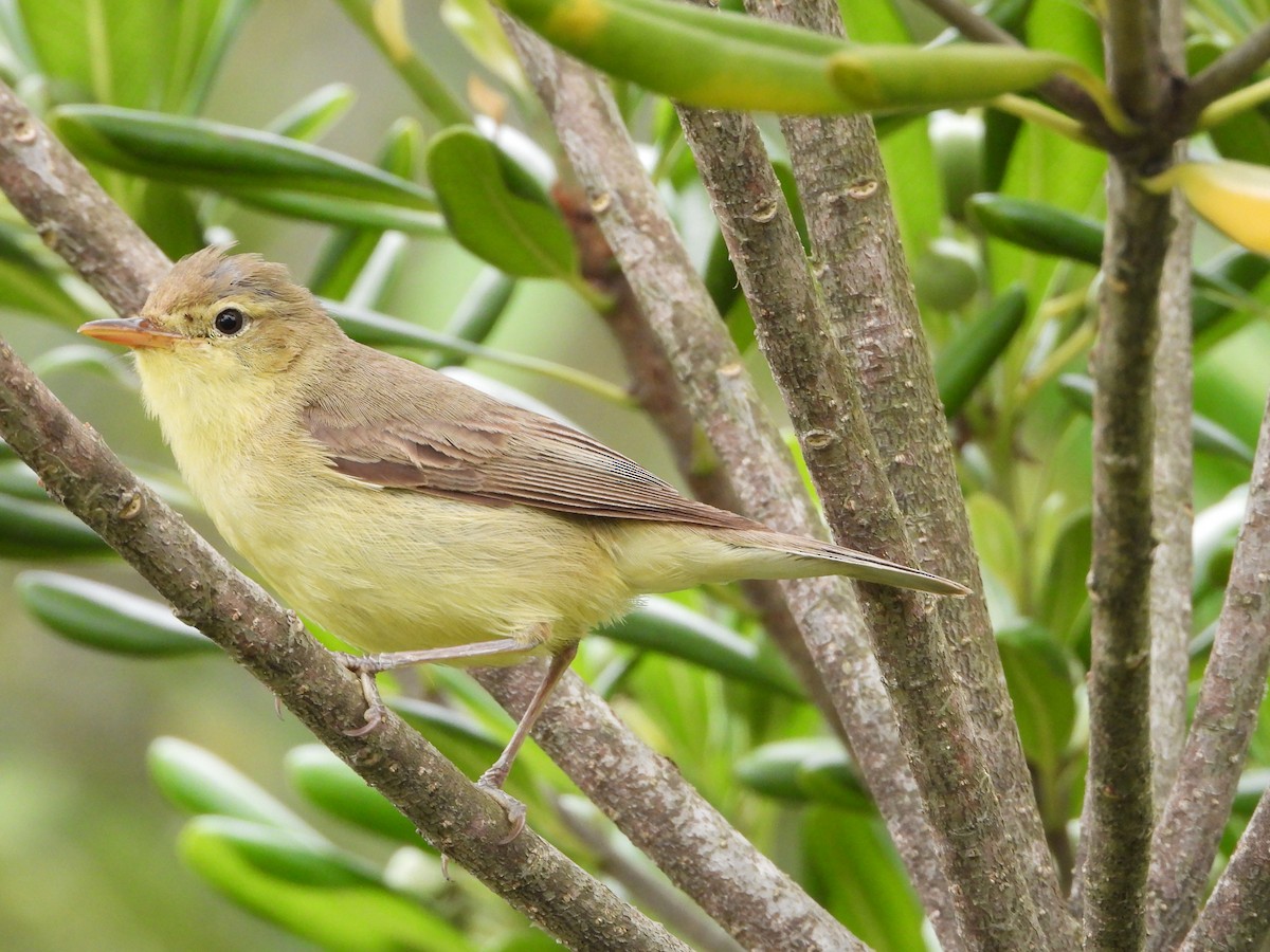 Melodious Warbler - ML620672954