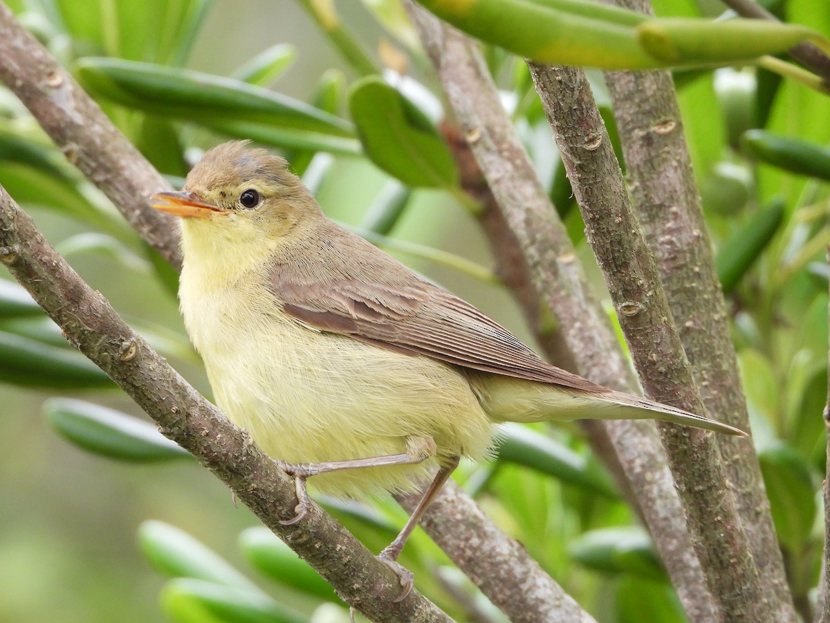 Melodious Warbler - ML620672955