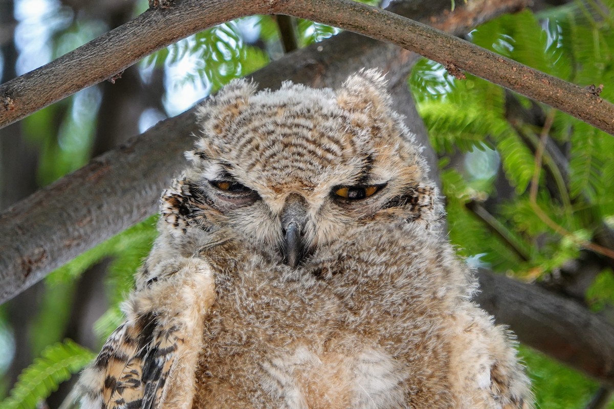 Great Horned Owl - ML620672958