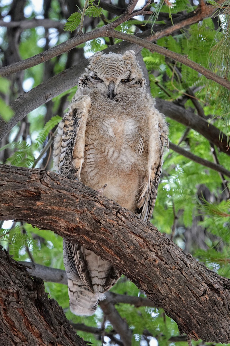 Great Horned Owl - ML620672959