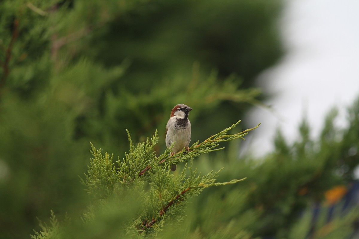 Moineau domestique - ML620672962