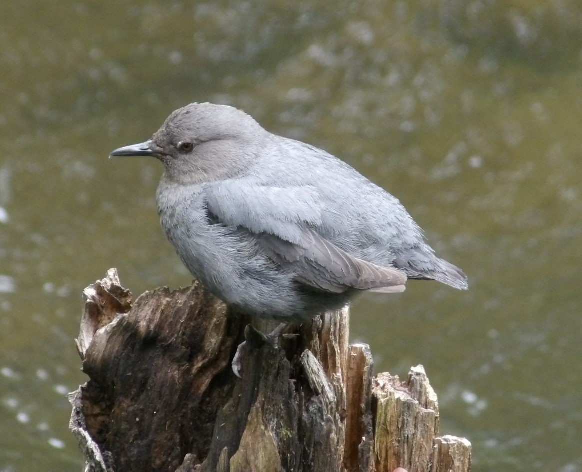 Grauwasseramsel [mexicanus-Gruppe] - ML620672963