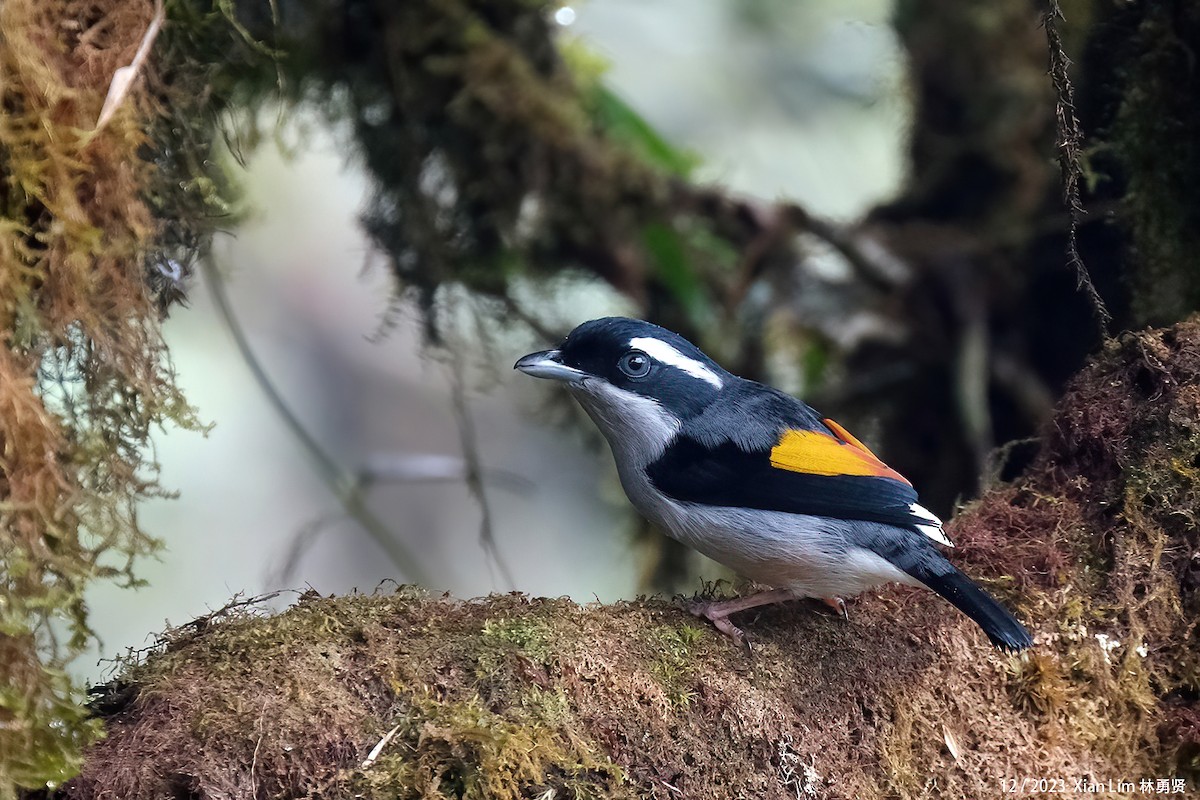 White-browed Shrike-Babbler - Lim Ying Hien