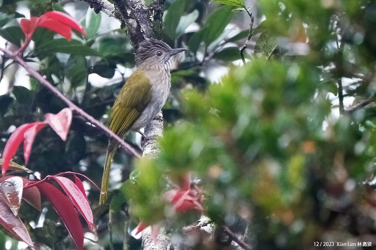 Bulbul de Mcclelland - ML620672966