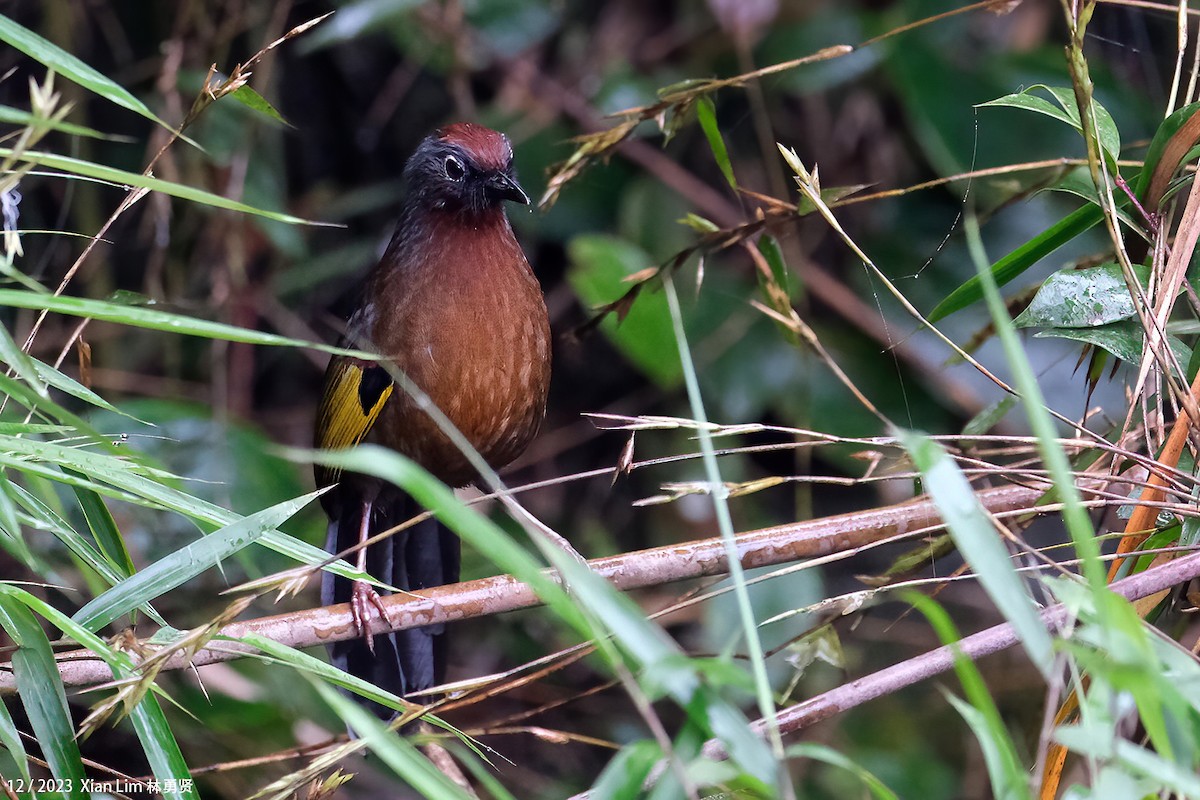 Malayan Laughingthrush - ML620672969