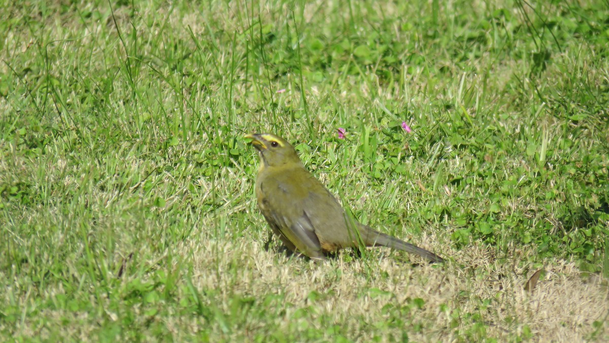 Green-winged Saltator - ML620672974