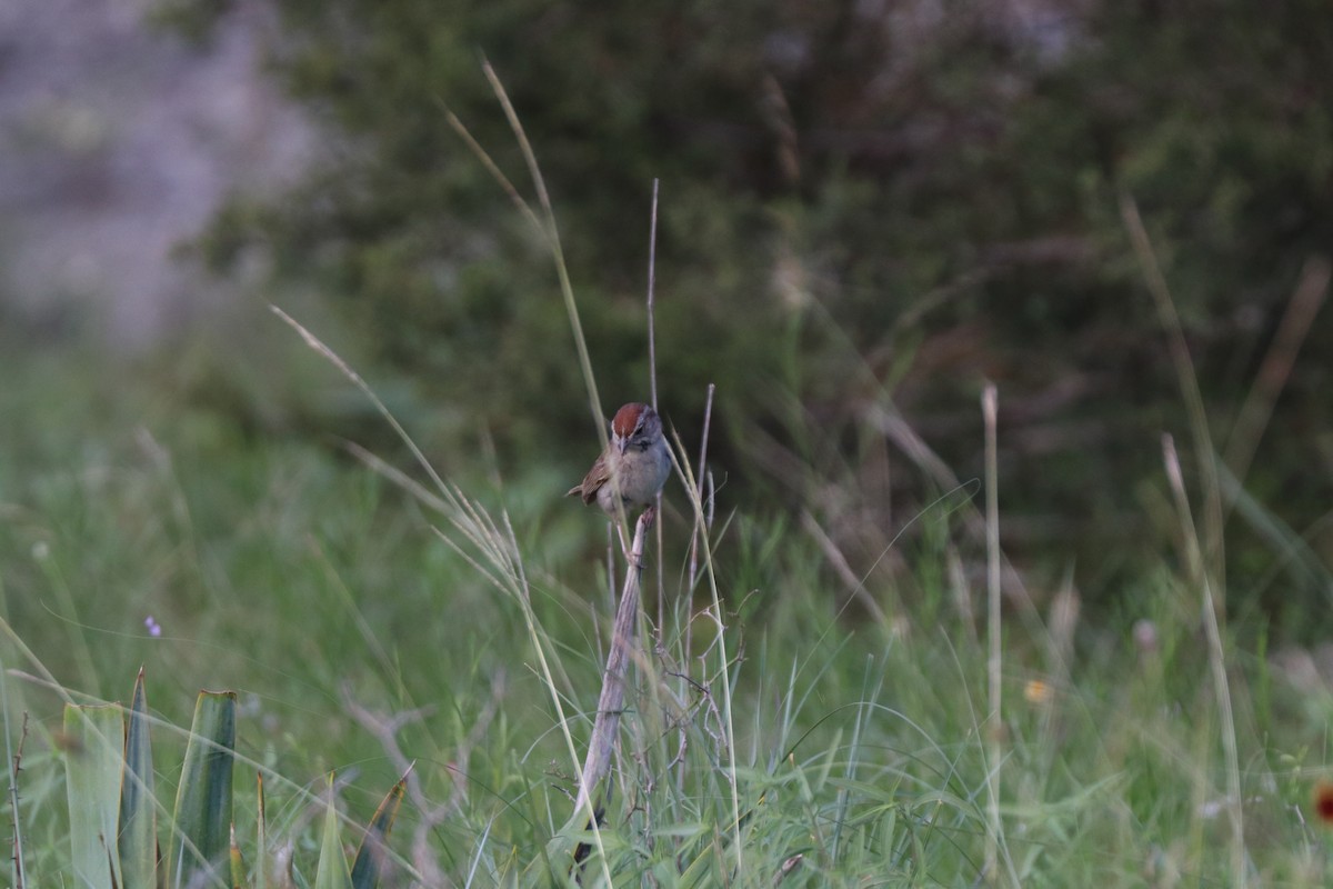 Rufous-crowned Sparrow - ML620672976