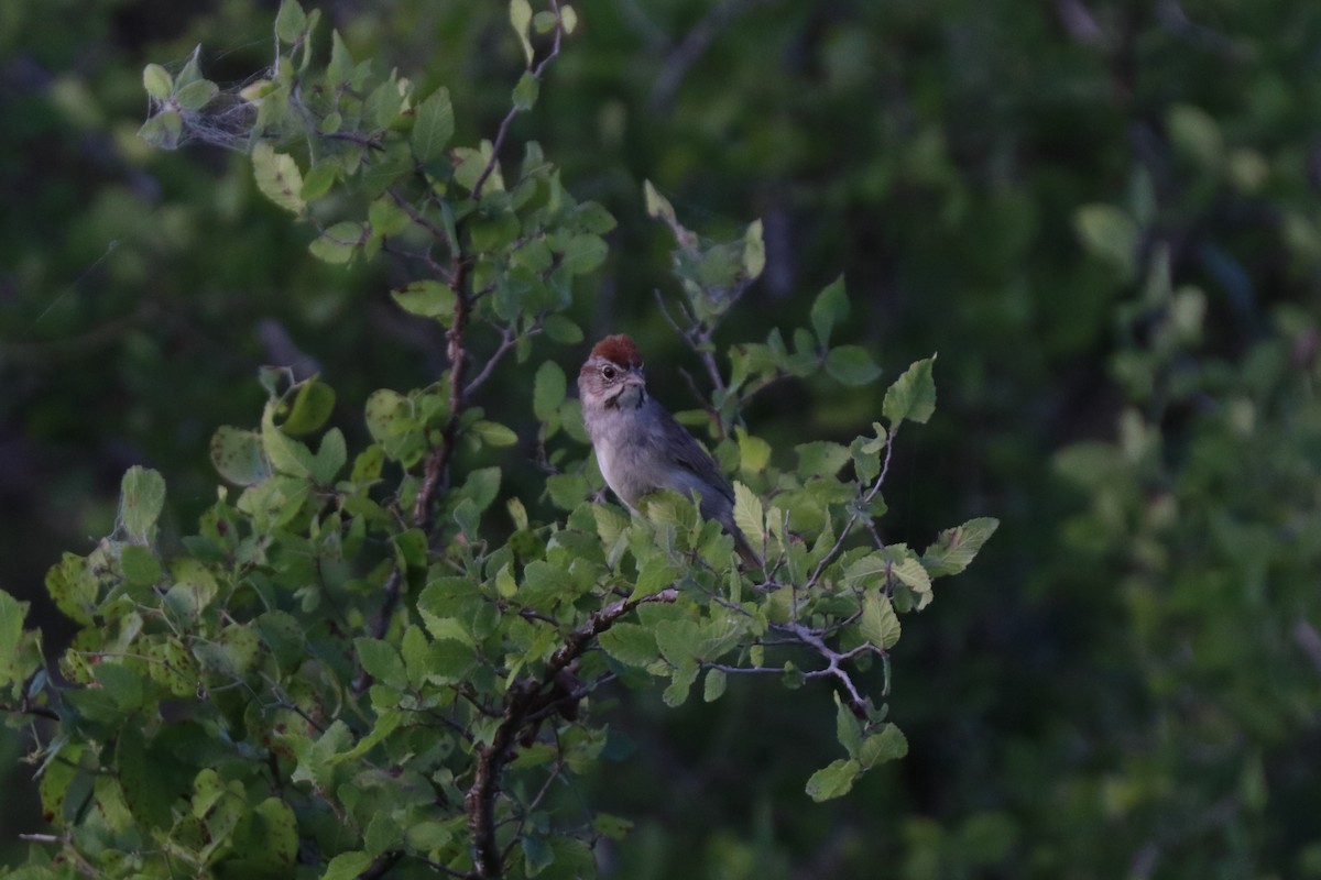 Rufous-crowned Sparrow - ML620672981