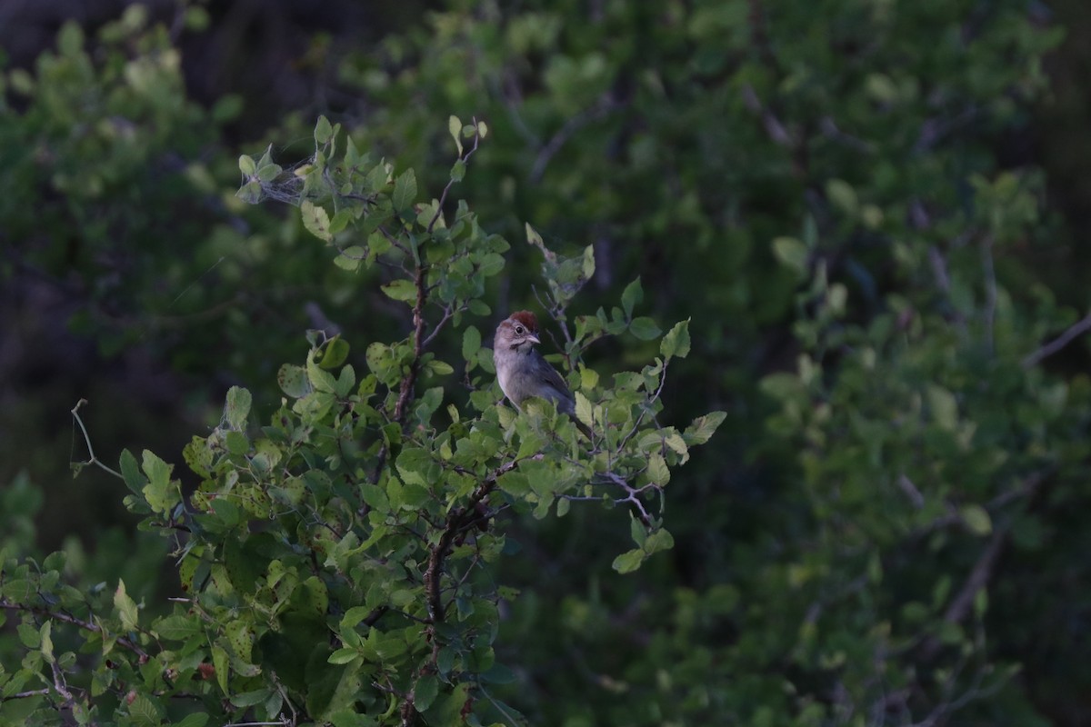 Rufous-crowned Sparrow - ML620672984