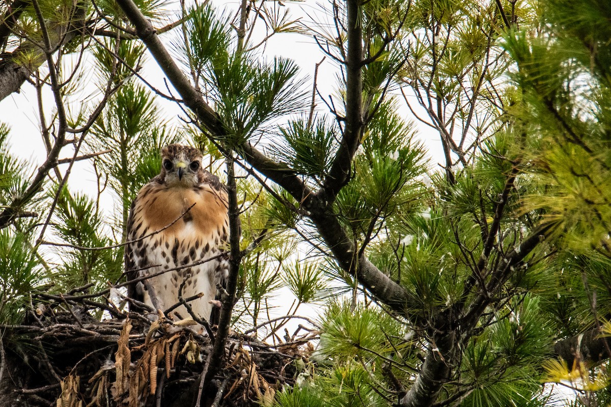 Red-tailed Hawk - ML620672985