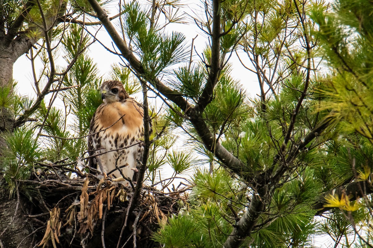 Red-tailed Hawk - ML620672986