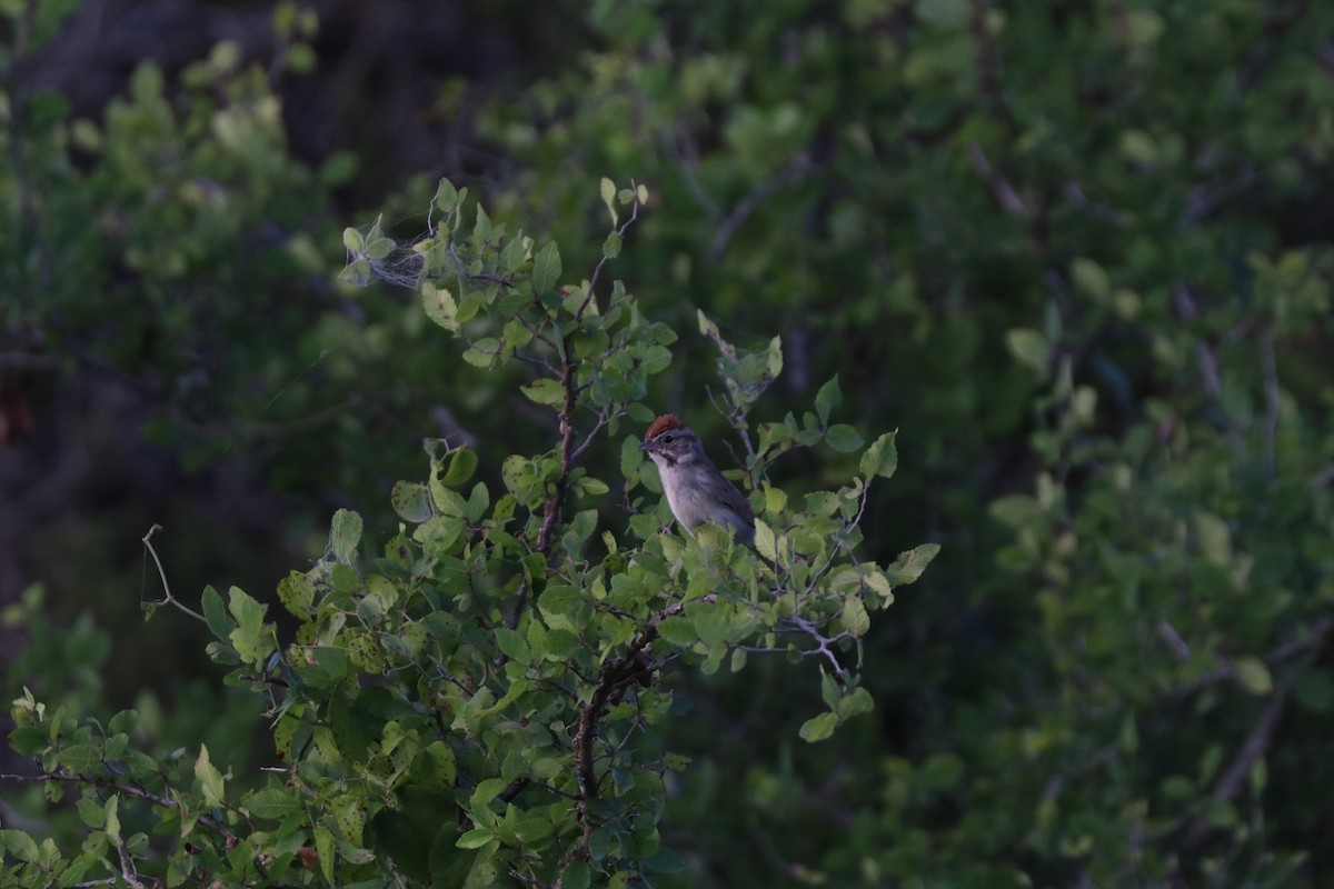 Rufous-crowned Sparrow - ML620672989