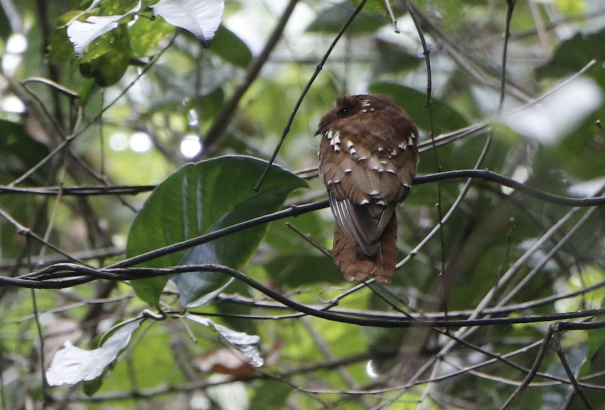 Rufous Potoo - ML620672990