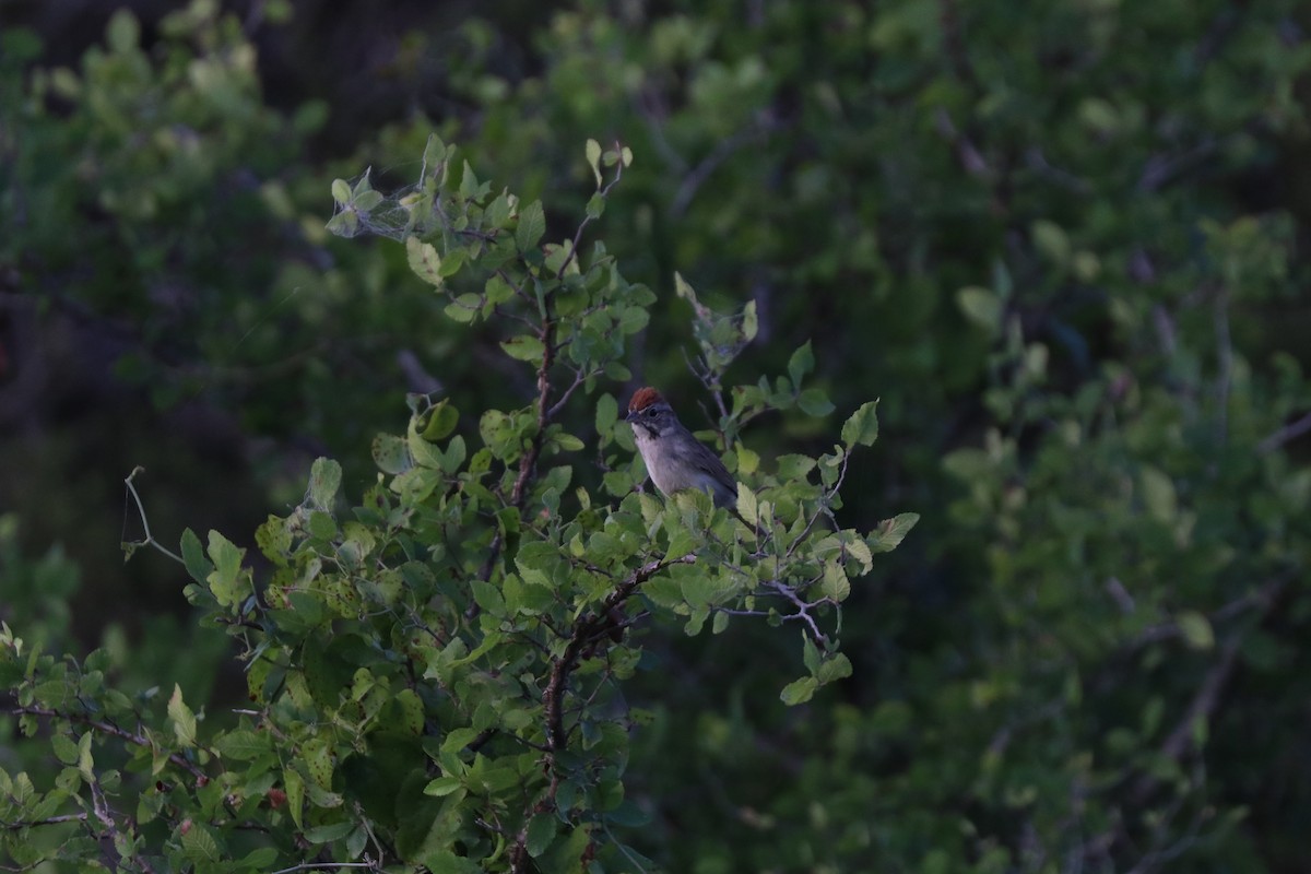 Rufous-crowned Sparrow - Matt Conn