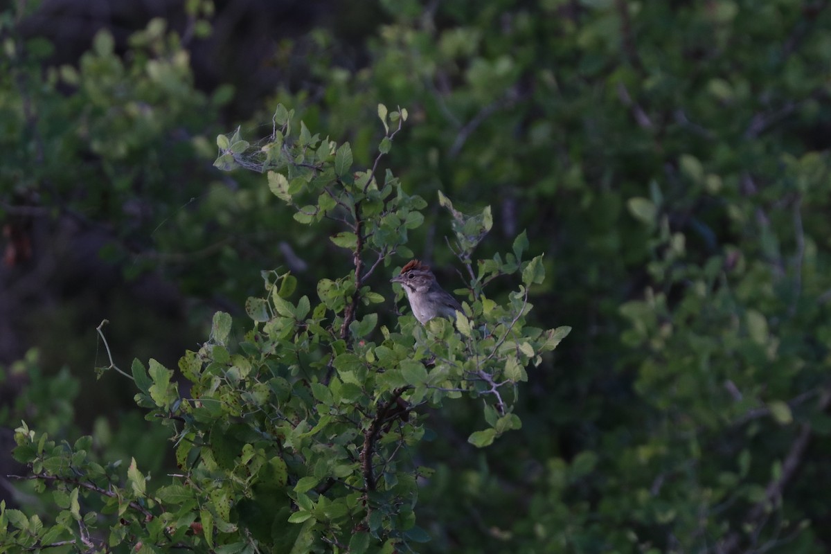 Rufous-crowned Sparrow - ML620672993