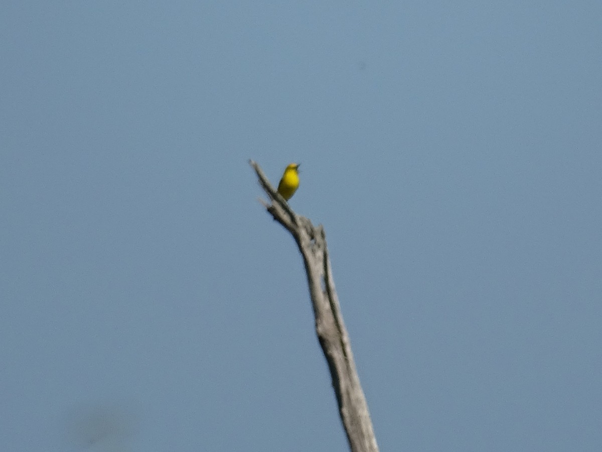 Blue-winged Warbler - ML620672995