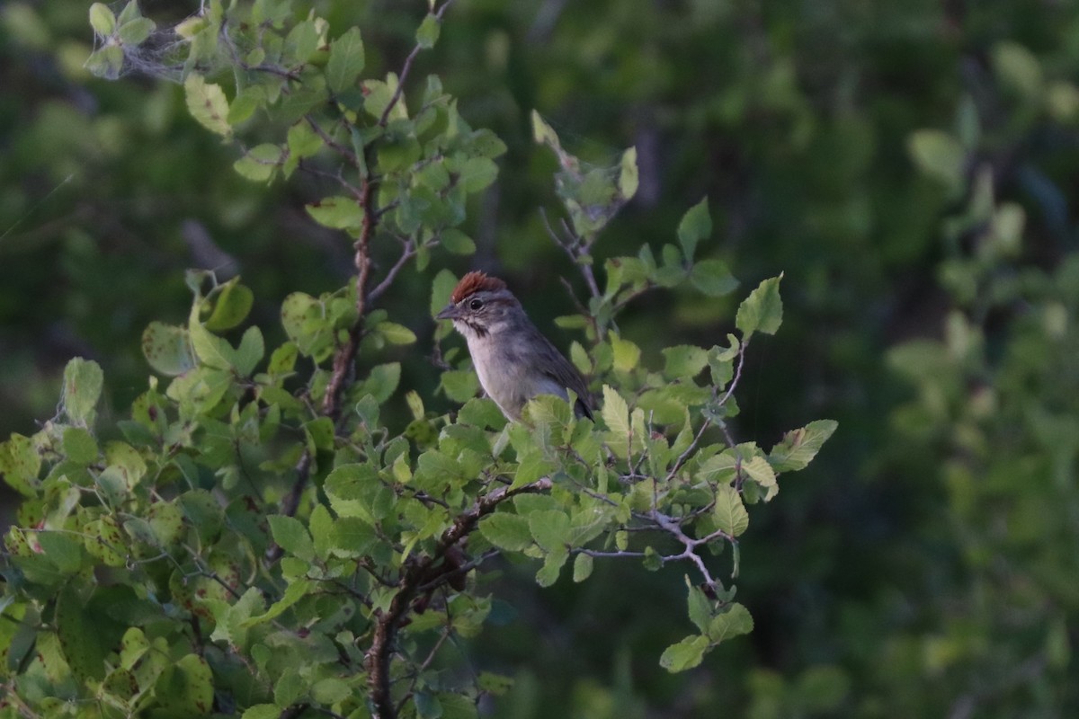 Rufous-crowned Sparrow - ML620673001