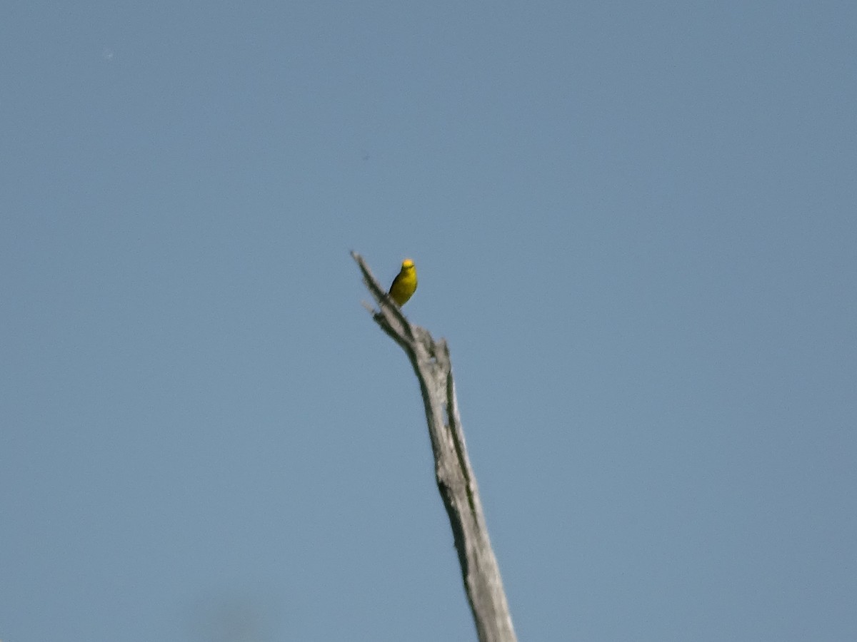 Blue-winged Warbler - ML620673002