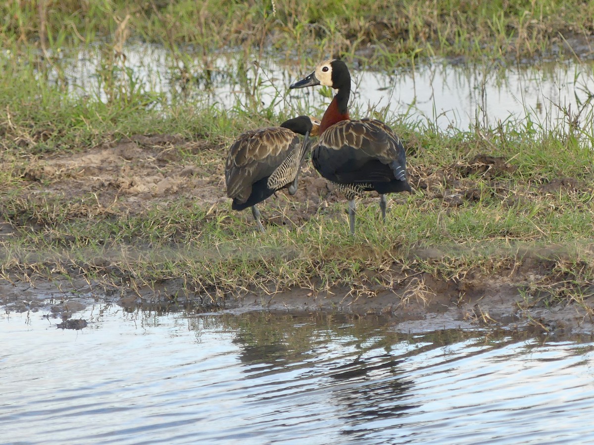 White-faced Whistling-Duck - ML620673003