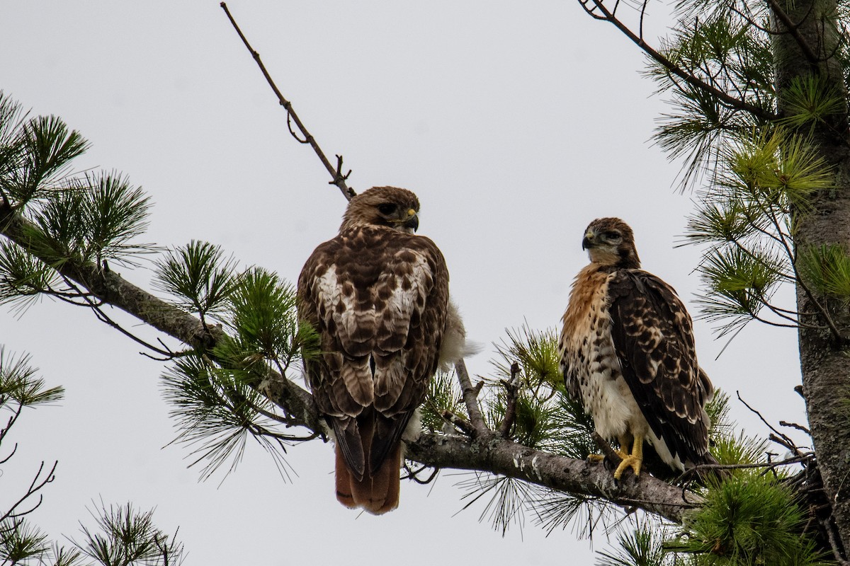 Red-tailed Hawk - ML620673004