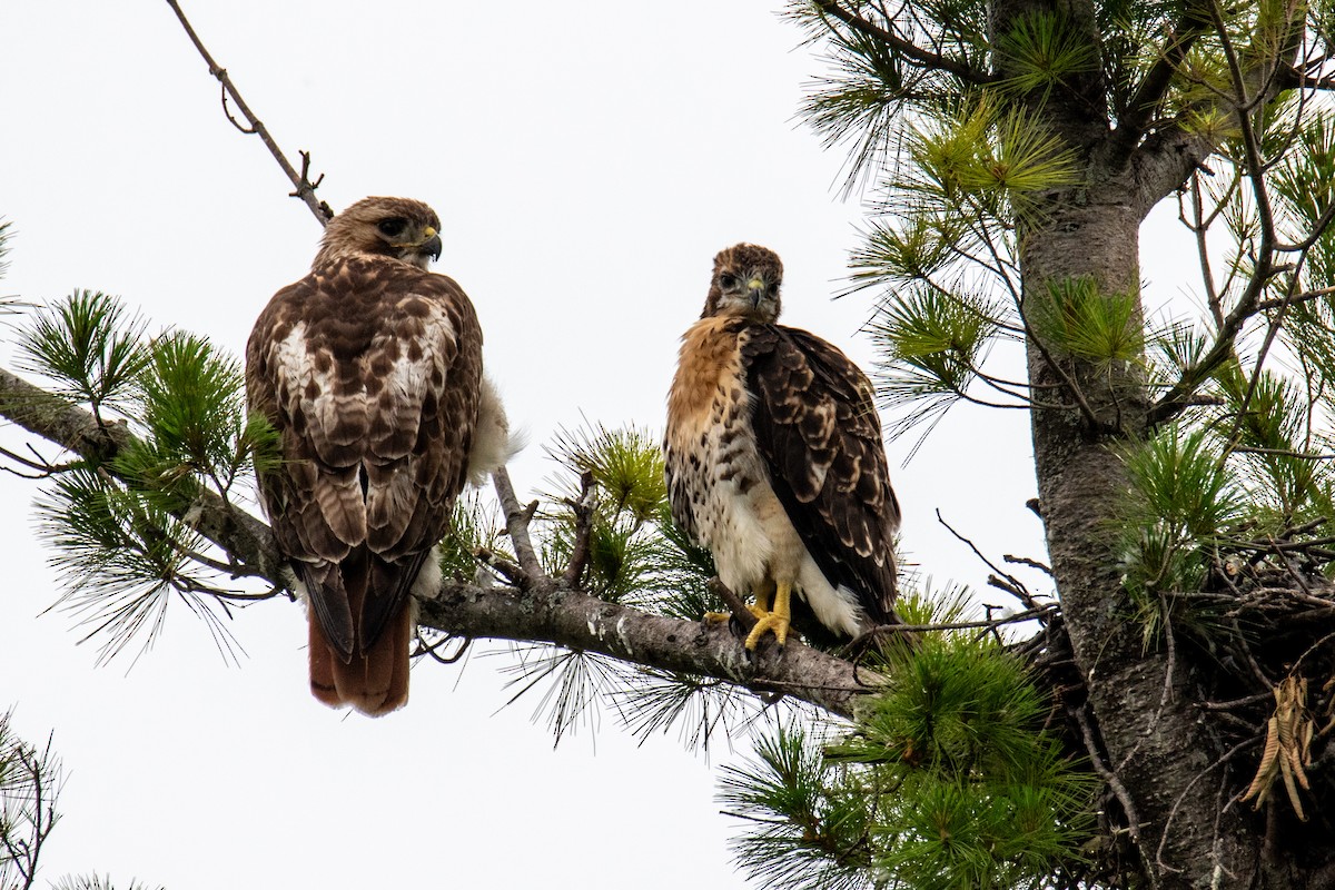 Red-tailed Hawk - ML620673005