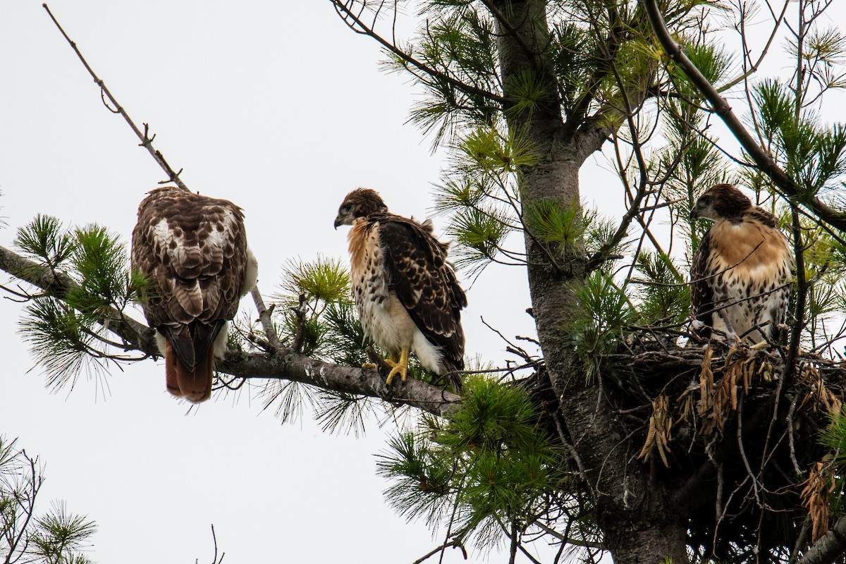 Red-tailed Hawk - ML620673006
