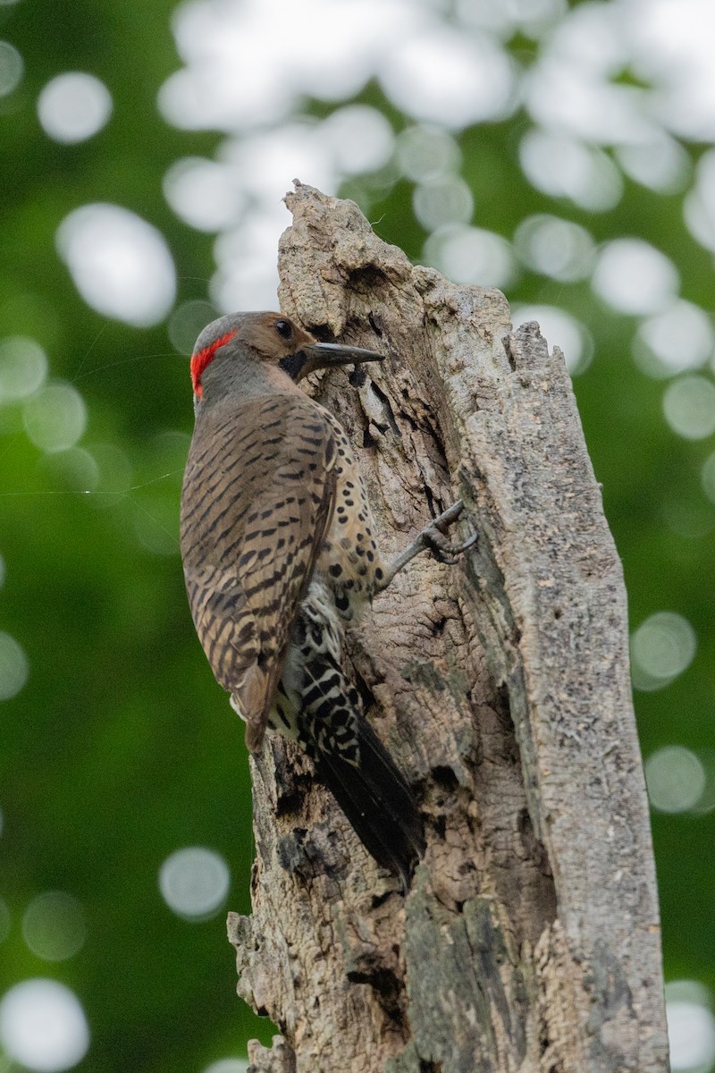 Northern Flicker - ML620673008