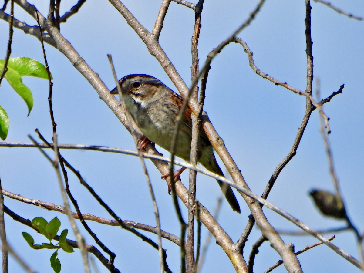 Swamp Sparrow - ML620673009