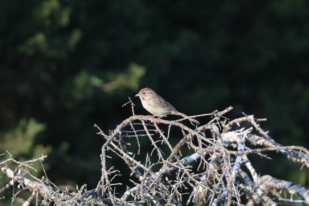 Rufous-crowned Sparrow - Matt Conn