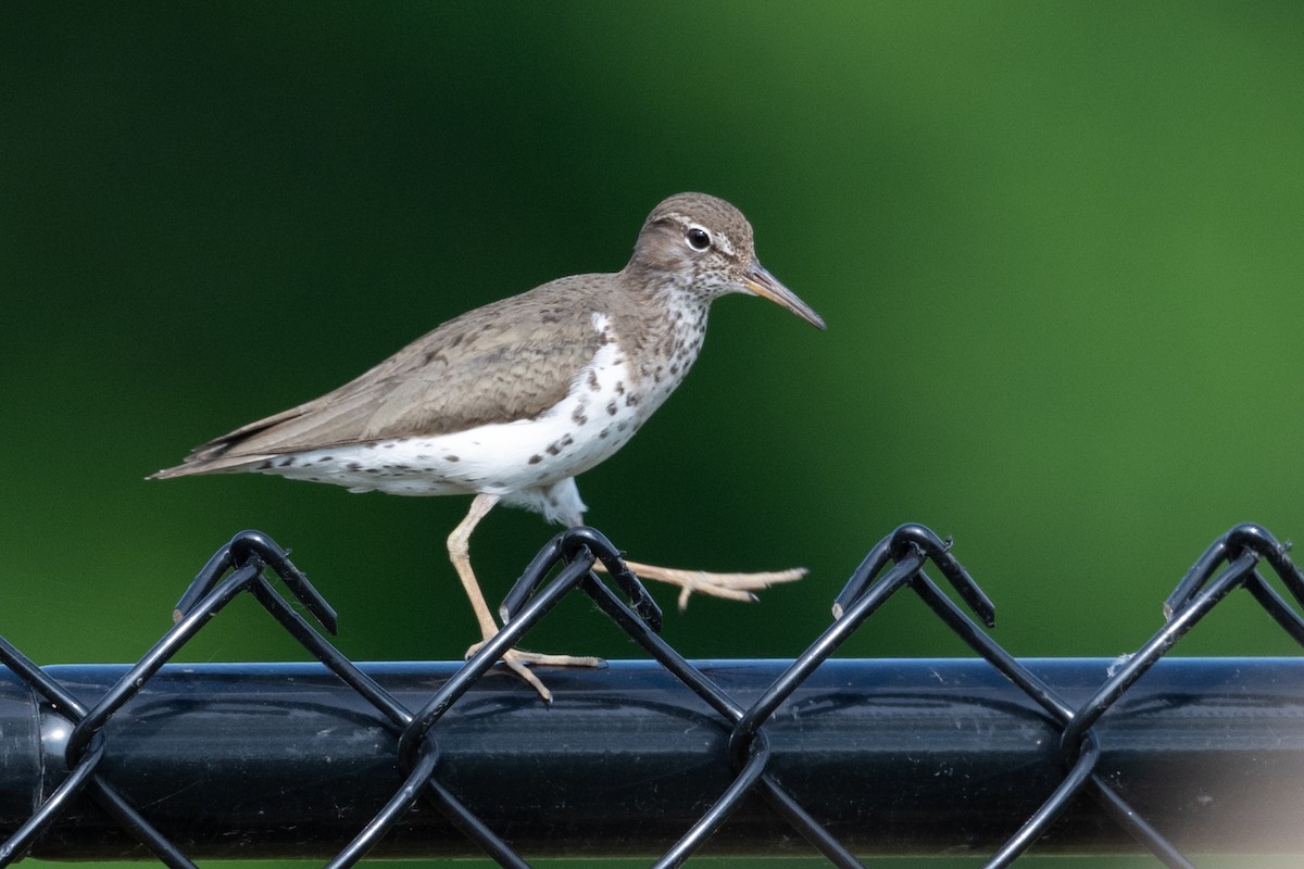 Spotted Sandpiper - ML620673011