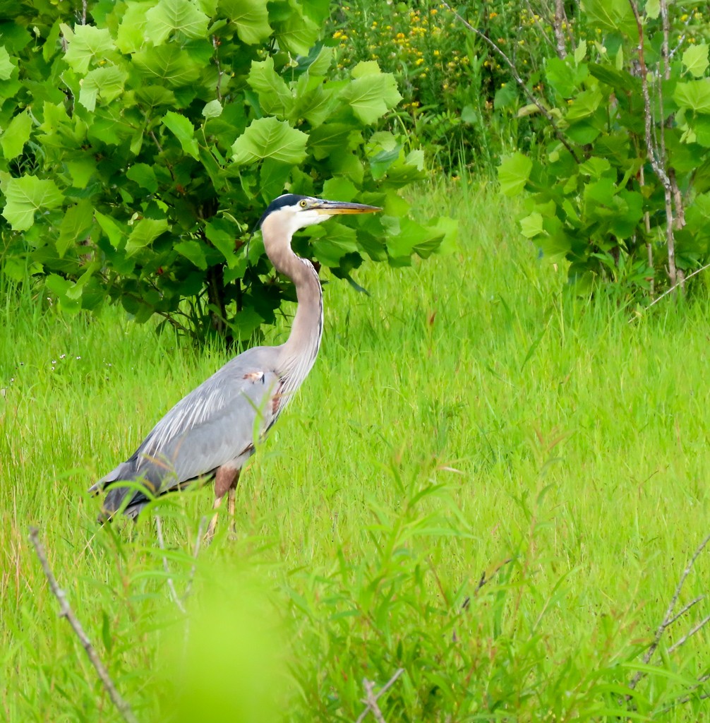 Great Blue Heron - ML620673012