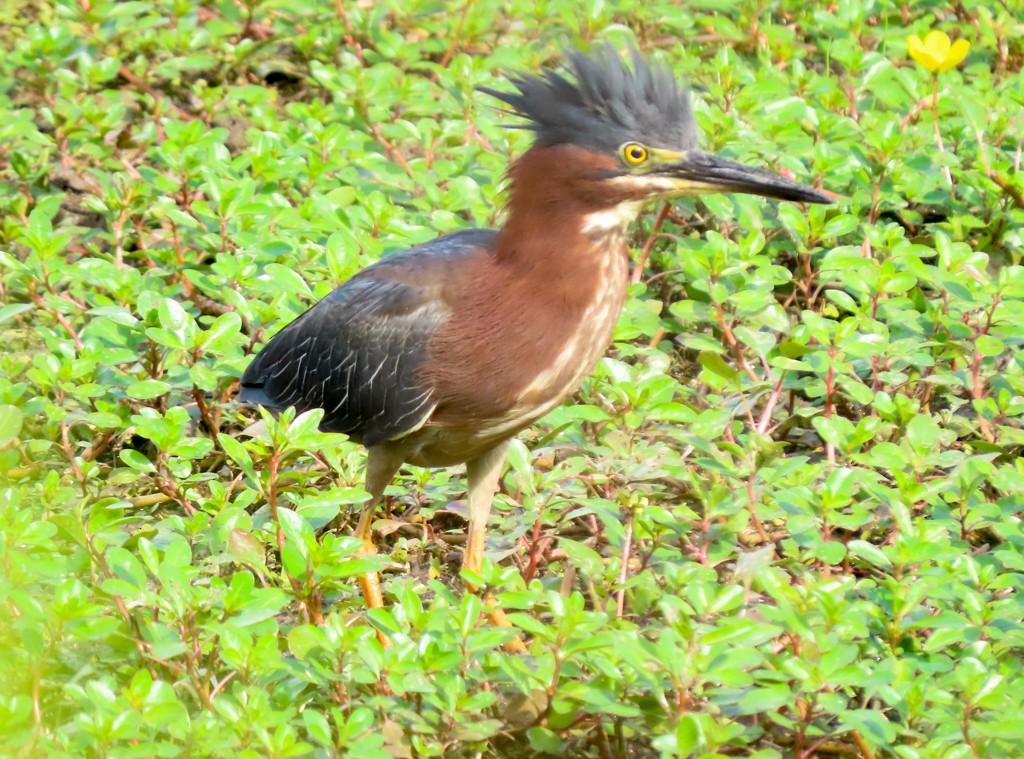 Green Heron - ML620673015