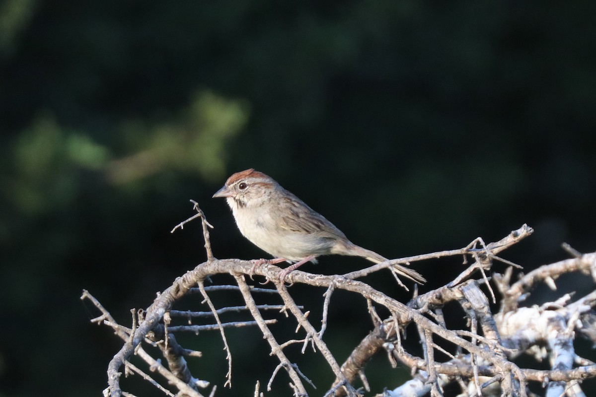 Rufous-crowned Sparrow - ML620673017